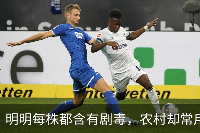 明明每株都含有剧毒，农村却常用来做腌菜，如今为何消失不见？